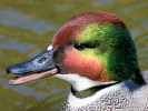 Falcated Duck (WWT Slimbridge June 2009) - pic by Nigel Key